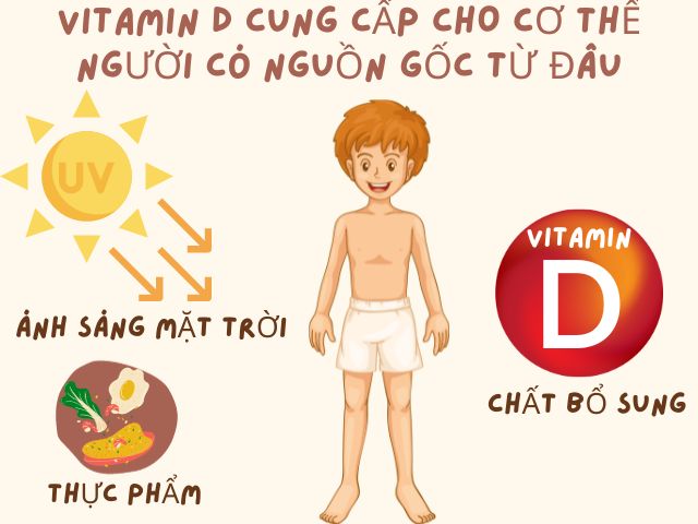 nguồn gốc của vitamin D